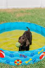 Pet Swimming Pool